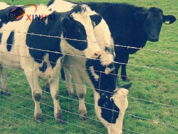 Field fence/cattle fence